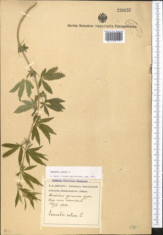 Digitised herbarium sheet with a single slender Cannabis stem with palmate leaves running up the left edge, a printed imperial botanic garden header at the top, and a typed label with a slip at the lower left.