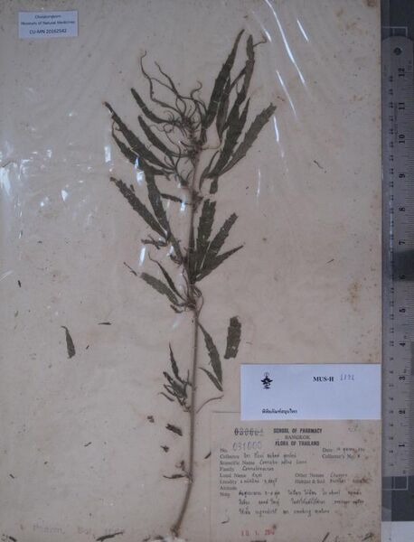 File:CU-MN 20162542 specimen.jpg