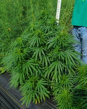 Low, spreading cannabis plants in a field with a measuring pole and a person behind