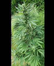Cannabis plant with flower clusters beside tall ornamental grasses