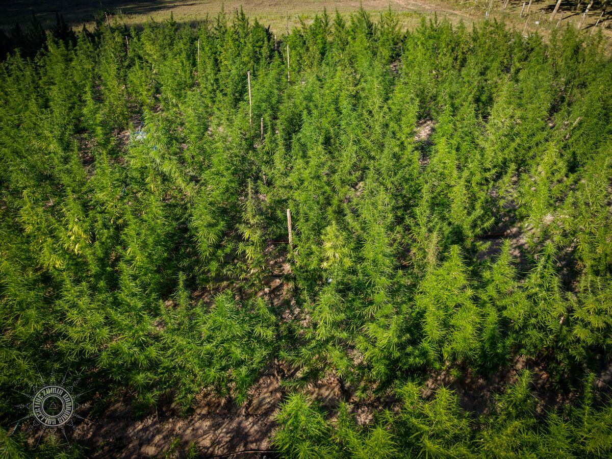 The Lin Pooh Family landrace cannabis farm in the Phu Phan hills of Sakhon Nakhon Province, Thailand as seen from above.