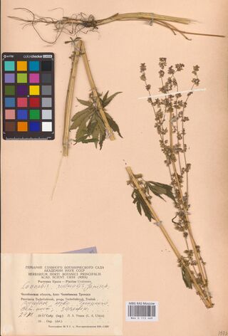 Digitised herbarium sheet with a long Cannabis stem with its roots laid across the top, a leafy branch and a flowering branch below, a colour chart at the upper left and a printed label at the foot.