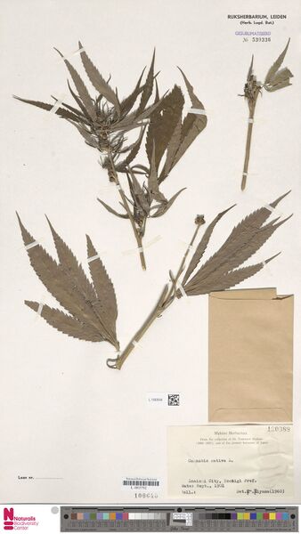File:Anon. s.n. specimen L.1592648.jpg
