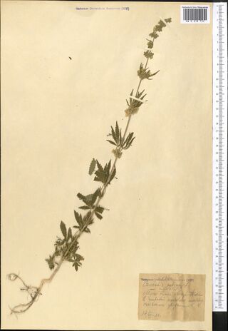 Digitised herbarium sheet with one slender Cannabis plant with its roots and a small, torn, pencilled label at the lower right.