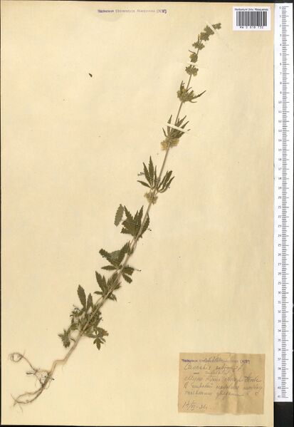 File:Anon. s.n. specimen MW0818732.jpg