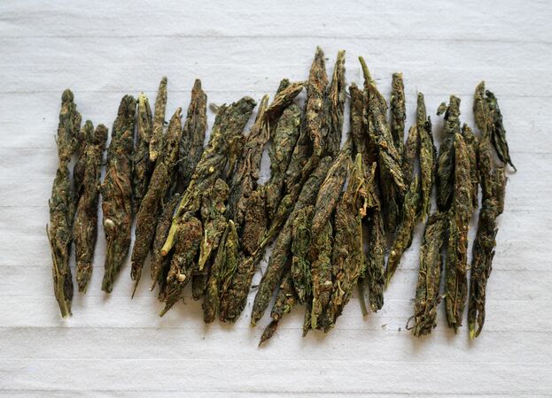 Jalpaiguri General Population #7 2025