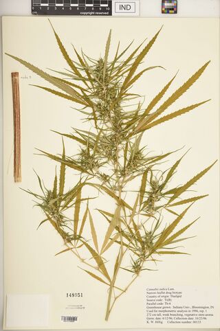 Digitised herbarium sheet with a flowering Cannabis branch of long, narrow-leafleted leaves, a separate stem segment, a paper packet, and a typed Indiana University greenhouse label.