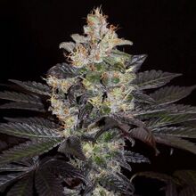 A cannabis flowering top against a black background, with resin-covered flower clusters, orange pistils and dark purple-tinged fan leaves