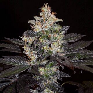 A cannabis flowering top against a black background, with resin-covered flower clusters, orange pistils and dark purple-tinged fan leaves