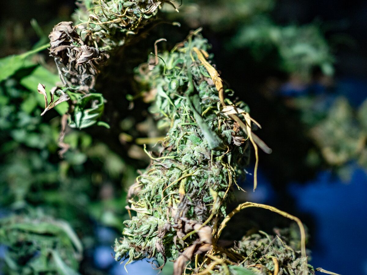 Landrace cannabis flowers in Nong Khiaw, Northern Laos