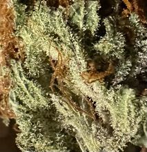 Close view of a frosty cannabis flower with orange hairs