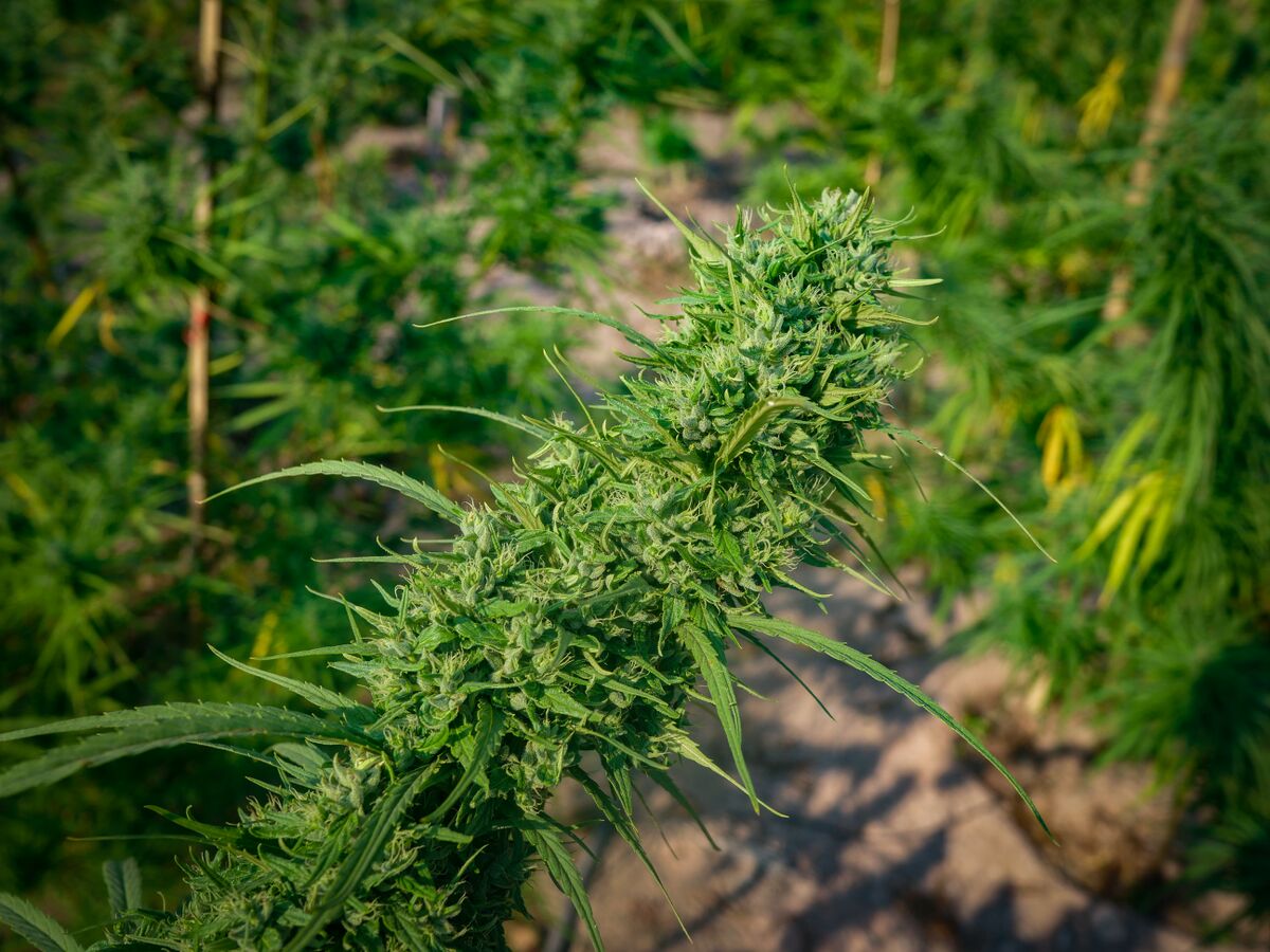 Fat colas on the Tiger Tail phenos of the landrace cannabis growing at the Ta Lo family farm in the Phu Phan mountains of Northeastern Thailand.
