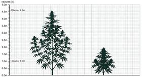 Scale diagram comparing two cannabis plant silhouettes against a height axis in metres: one taller than four metres, the other a dwarf under one metre.