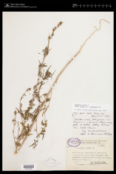 File:Zamatkinov 103-11 specimen NY01414428.jpg