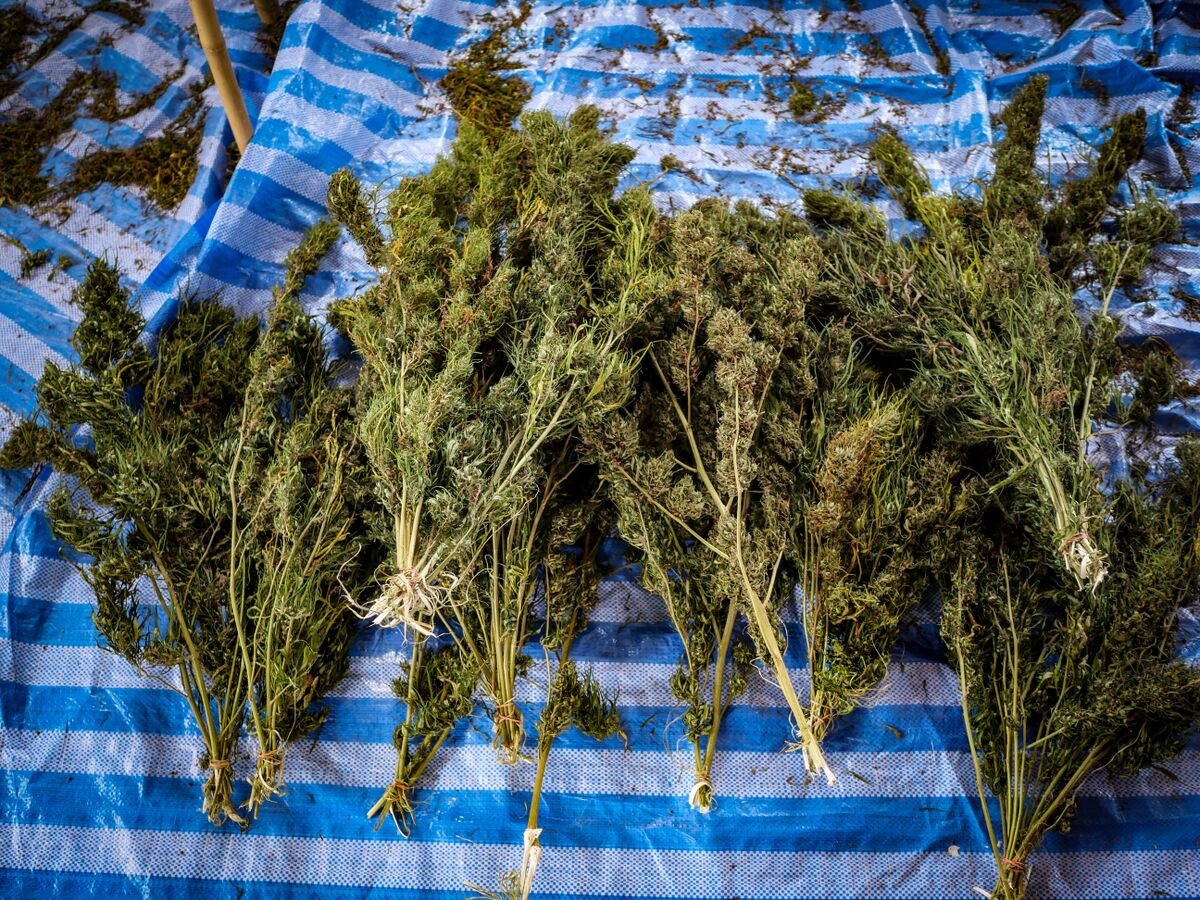 Khun Suriyan's landrace flowers dried and ready for curing.