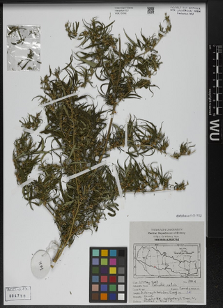 Digitised herbarium sheet with pressed Cannabis sativa material, colour scale, map and collection label.