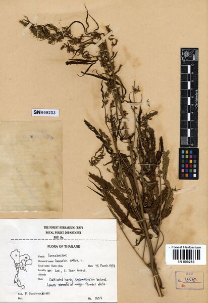 File:Suvarnakoses 1437 specimen SN009253.jpg