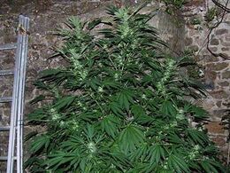 A tall, bushy cannabis plant beside a stone wall and a ladder