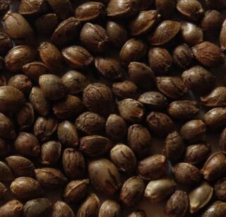 Central Lao 'Thai Stick' Landrace Seeds