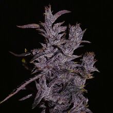 A deep purple cannabis flowering top covered in white resin glands, with narrow purple leaves, against a black background