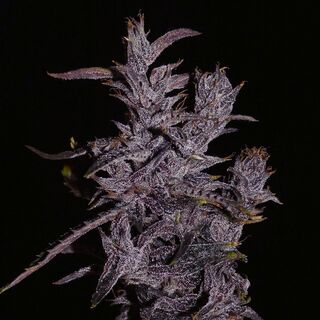A deep purple cannabis flowering top covered in white resin glands, with narrow purple leaves, against a black background