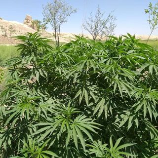 Dense stand of tall cannabis plants below dry, bare hills