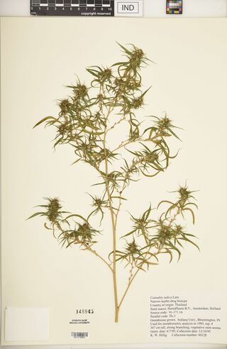 Digitised herbarium sheet with a flowering Cannabis branch of long, narrow-leafleted leaves, a paper packet, and a typed Indiana University greenhouse label.