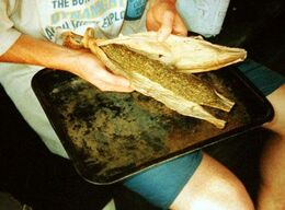 Hands opening a maize-husk bundle of cured cannabis over a metal tray
