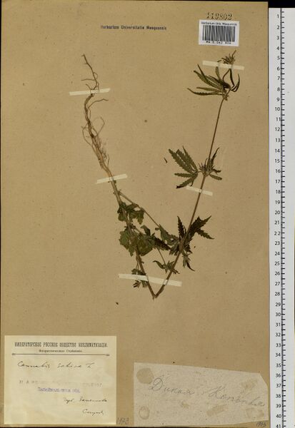 File:Zenzinov s.n. specimen MW0062806.jpg