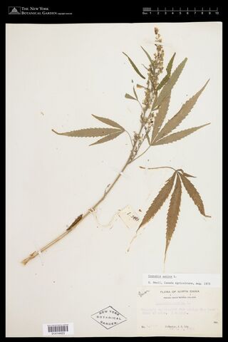 Digitised herbarium sheet with a single Cannabis stem with a slender flowering spike and a few palmate leaves, and a printed Flora of North China label.