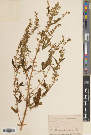 Digitised herbarium sheet with a large branching Cannabis plant in fruit and a printed Flora of East Himalaya label filled in pencil.
