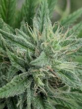 Close view of a cannabis flower covered in resin glands
