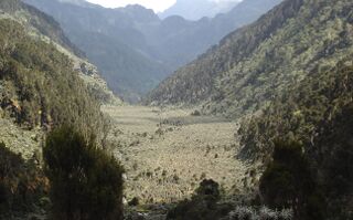 Upper Bigo Bog, Rwenzori Mountains National Park