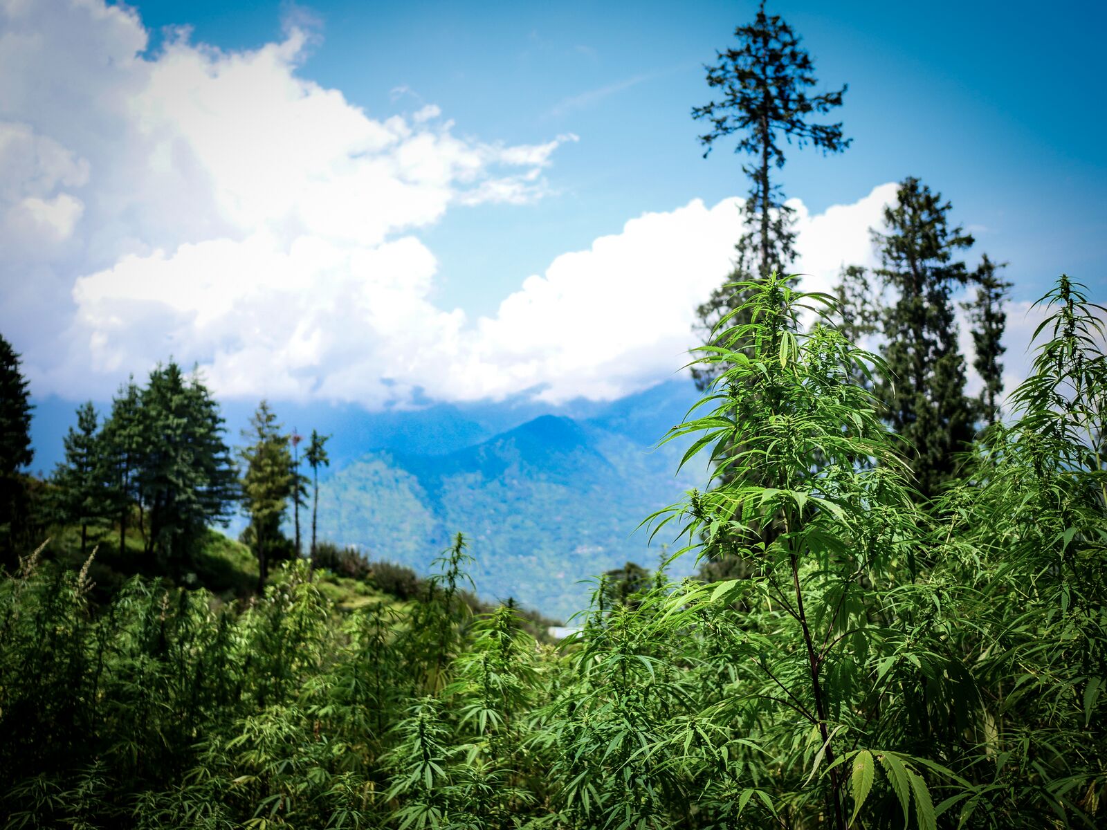Cannabis plants growing among conifers on a hillside under a bright, cloudy sky