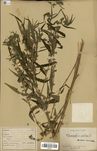Digitised herbarium sheet with a much-branched leafy Cannabis stem with flowers and a long bare length of stem, a fragment packet, Licent's printed herbarium form and a Paris museum label.