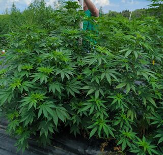 Broad, bushy cannabis plants in a field, with a person's arm holding a measuring pole