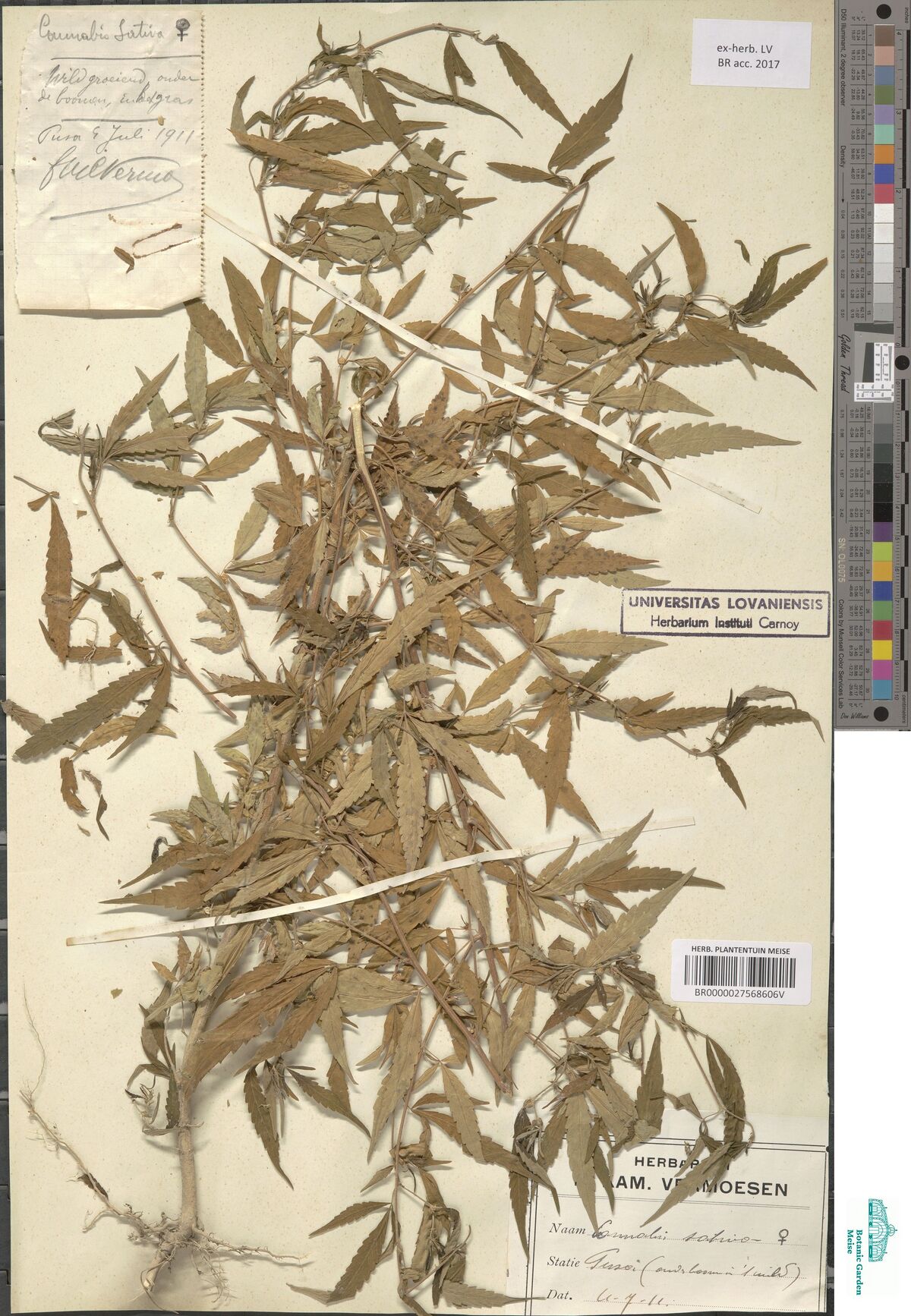 Digitised herbarium sheet densely covered with leafy female Cannabis stems, a handwritten slip at the top left and printed labels at the lower right.