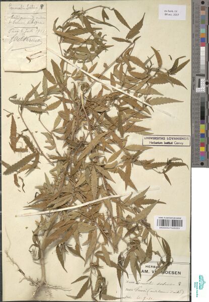 File:Vermoesen s.n. specimen BR0000027568606V.jpg
