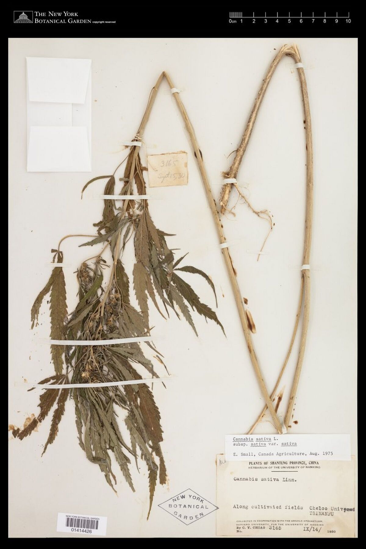 Digitised herbarium sheet with two long Cannabis stems folded double, leafy below and with dense fruiting branches, and a printed Plants of Shantung Province label.