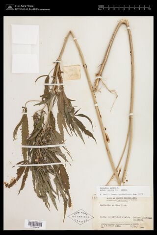 Digitised herbarium sheet with two long Cannabis stems folded double, leafy below and with dense fruiting branches, and a printed Plants of Shantung Province label.