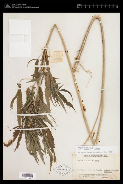 File:Chiao 3165 specimen NY01414426.jpg