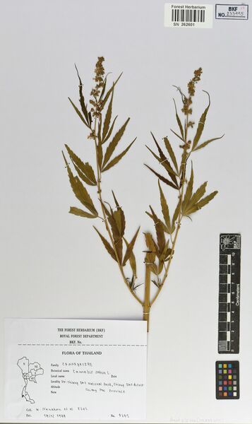 File:Nanakorn 8642 specimen SN262601.jpg