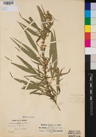Digitised herbarium sheet of a Cannabis sativa shoot with a printed Flora of S. Africa label naming F. A. Rogers.