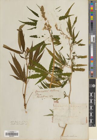 Digitised herbarium sheet with three leafy, flowering Cannabis stems, two handwritten labels and a handwritten Wallich Catalogue reference at the lower left.