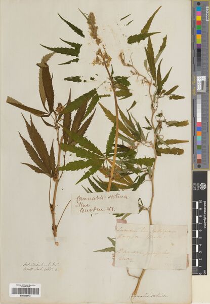 File:Wallich 4665E specimen E00248812.jpg