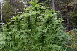 Tall, bushy cannabis plants among trees