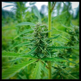 Compact, frosted cannabis flower top among green leaves