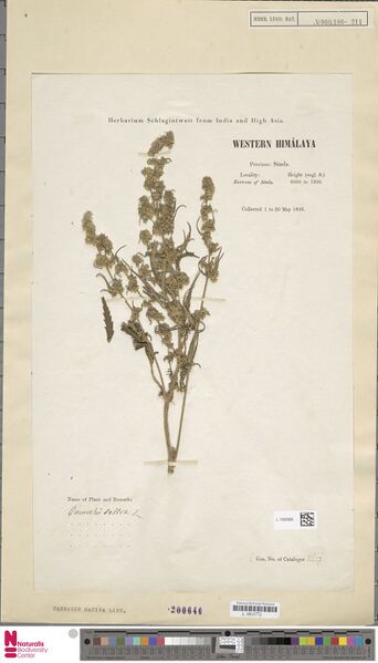 File:Schlagintweit 4927 specimen L.1592669.jpg