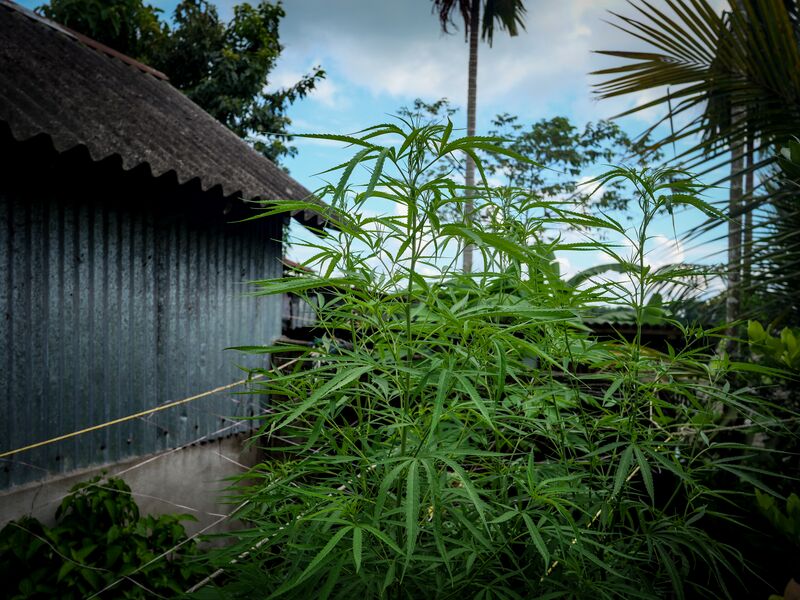 File:Deogaon-Khairbari-Cannabis-Plant-01.jpg