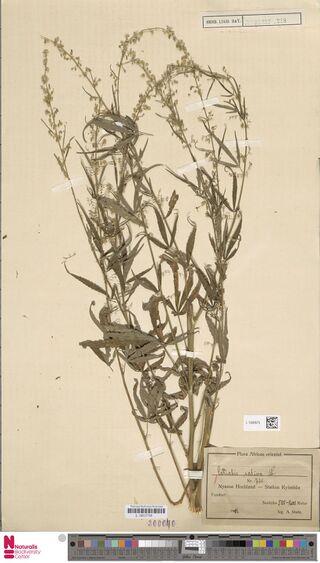 Digitised herbarium sheet with several tall, branched male Cannabis stems with slender flowering branches and a printed Flora Africae orientalis label filled in by hand at the lower right.